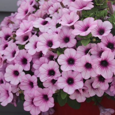 PETUNIA CAPELLA PINK LACE