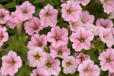 SMAL FLOWERED LITTLETUNIA PINK
