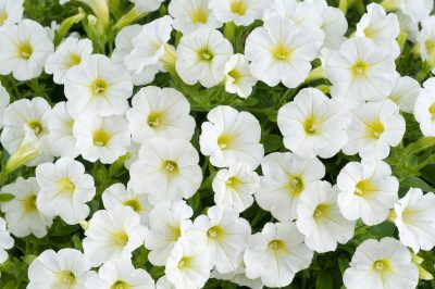 SMAL FLOWERED LITTLETUNIA WHITE/MINI VISTA WHITE