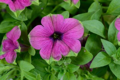 PETUNIA PITAYA