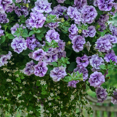 . PETUNIA DOUBLE PRISCILLA