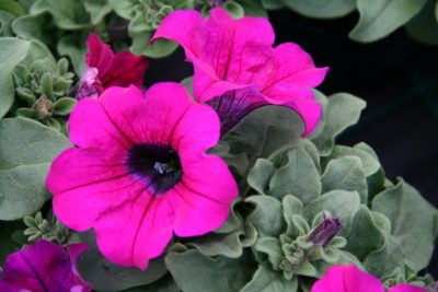 . SURFINIA PURPLE