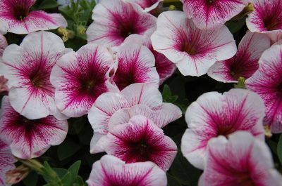 SANGUNA ROSE VEIN