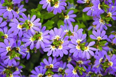 SCAEVOLA AEMULA/WAAIERBLOEM BLUE