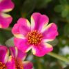 PORTULACA GRANDIFLORA/PORTULAK, POSTELEIN 'CAMPINO TWIST PINK'