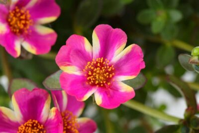 PORTULACA GRANDIFLORA/PORTULAK, POSTELEIN 'CAMPINO TWIST PINK'