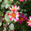 PORTULACA GRANDIFLORA/PORTULAK, POSTELEIN 'CAMPINO TWIST PINK' - Afbeelding 2