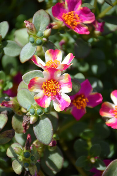PORTULACA GRANDIFLORA/PORTULAK, POSTELEIN 'CAMPINO TWIST PINK' - Afbeelding 2