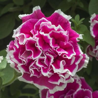 . PETUNIA DOUBLE ANNA
