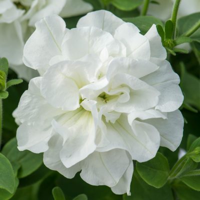 . PETUNIA DOUBLE DIANA WHITE