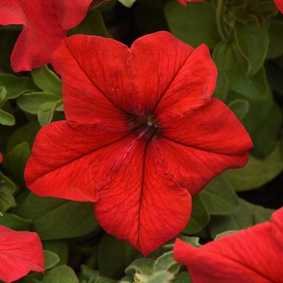 PETUNIA 'RED'/PETUNIA
