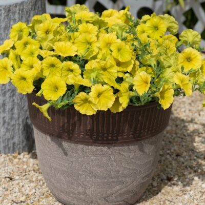 PETUNIA CAPELLA HELLO YELLOW