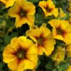 PETCHOA CARAMEL YELLOW - Afbeelding 2