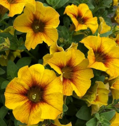 PETCHOA CARAMEL YELLOW - Afbeelding 2