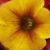 PETCHOA CARAMEL YELLOW