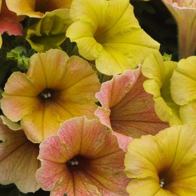 PETUNIA INDIAN SUMMER