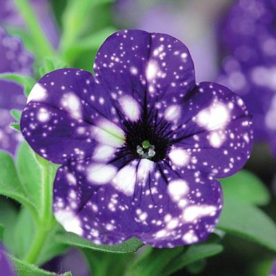 PETUNIA NIGHTSKY/SPLASH DANCE BOLERO BLUE
