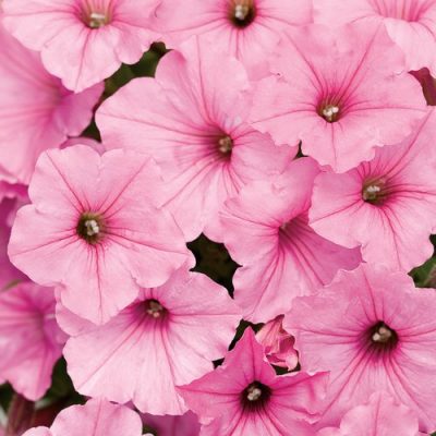 SUPERTUNIA VISTA BUBBLEGUM