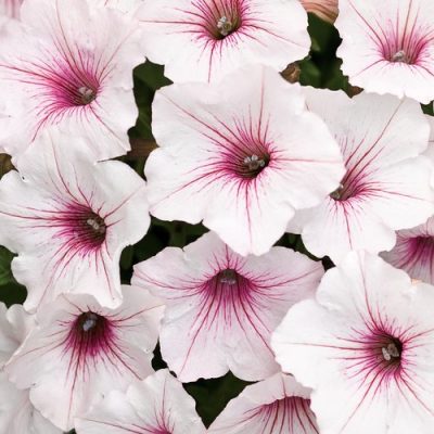 SUPERTUNIA VISTA SILVERBERRY