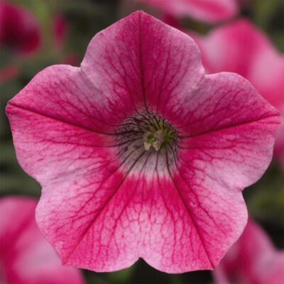SMALL FLOWERED PETUNIA ROSE STAR