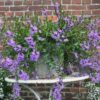 SCAEVOLA AEMULA/WAAIERBLOEM BLUE - Afbeelding 2