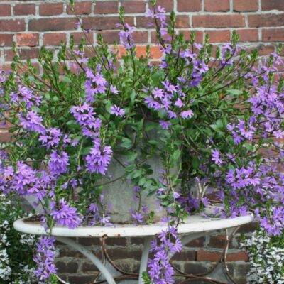SCAEVOLA AEMULA/WAAIERBLOEM BLUE - Afbeelding 2