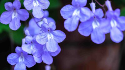 STREPTOCARPUS/KAAPSE PRIMULA, SPIRAALVRUCHT