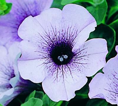 . SURFINIA BLEU VEIN