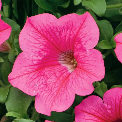 . SURFINIA HOT PINK