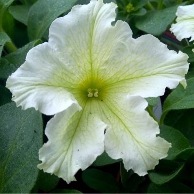 . SURFINIA LIME