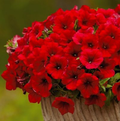 .SURFINIA RED