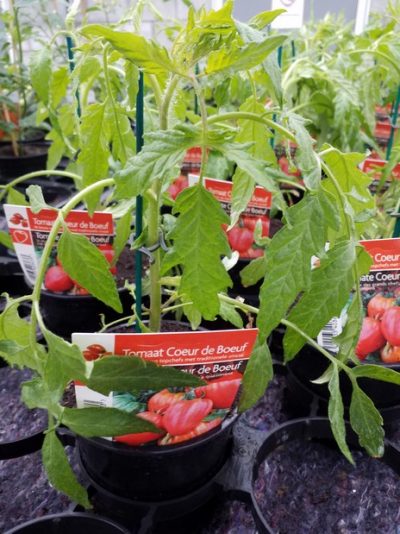 Tomaat - tomate 'Coeur de Boeuf'
