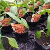 Pepers rood - Piment rouge