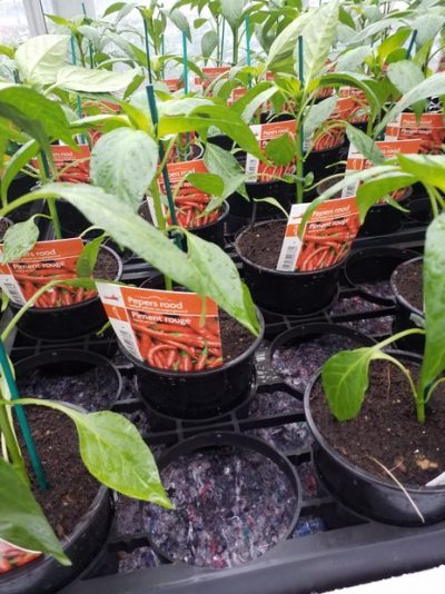 Pepers rood - Piment rouge
