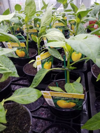 Paprika geel - Poivron jaune