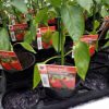 Paprika rood - Poivron rouge