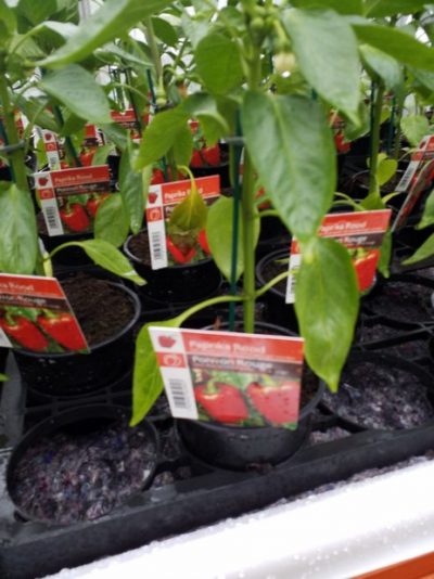 Paprika rood - Poivron rouge