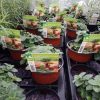 Origanum vulgare - oregano - marjoleine