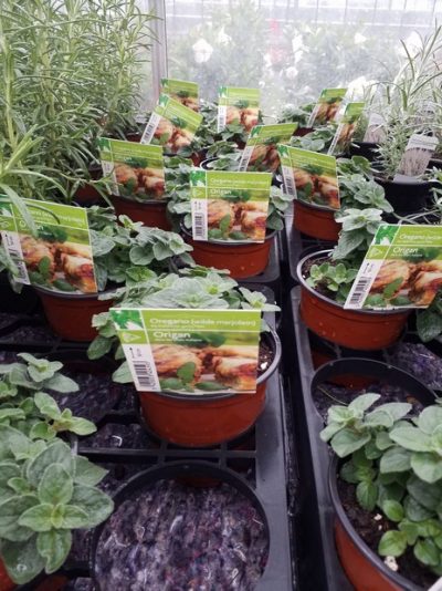 Origanum vulgare - oregano - marjoleine