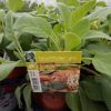 Salvia officinalis - salie - sauge