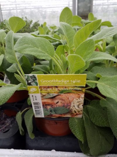 Salvia officinalis - salie - sauge