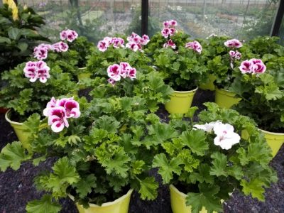 PELARGONIUM GRANDIFLORUM/FRANSE GERANIUM