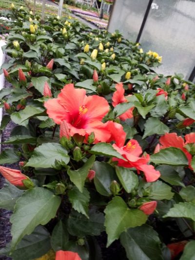 HIBISCUS ROSA-SINENSIS/CHINESE ROOS