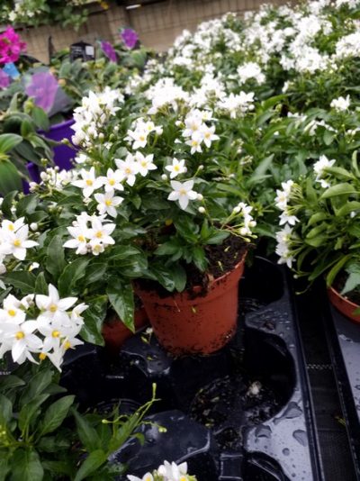 SOLANUM JASMINOIDES/KLIMMENDE NACHTSCHADE