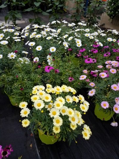 ARGYRANTHEMUM/STRUIKMARGRIET