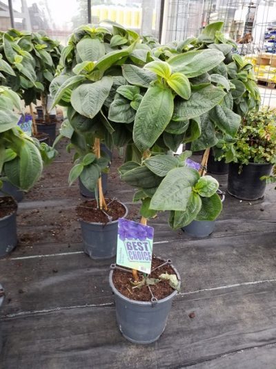 TIBOUCHINA/SPINNENBLOEM