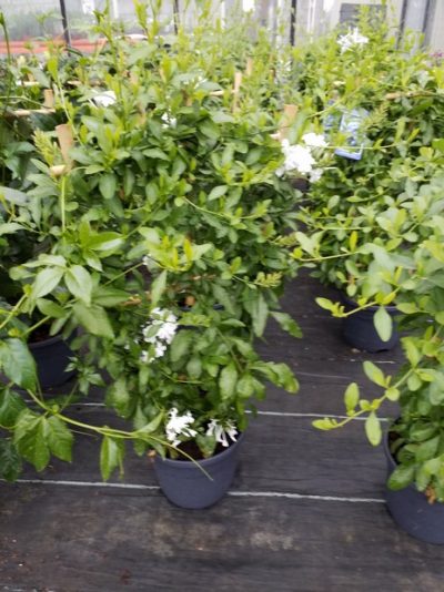 PLUMBAGO/MANNENTROUW - WHITE