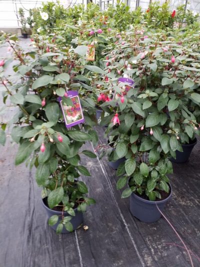 FUCHSIA/BELLENPLANT