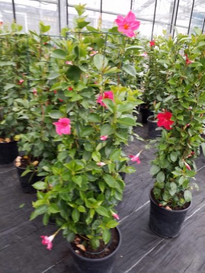 DIPLADENIA