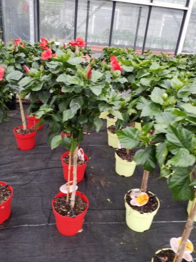 HIBISCUS ROSA-SINENSIS/CHINESE ROOS